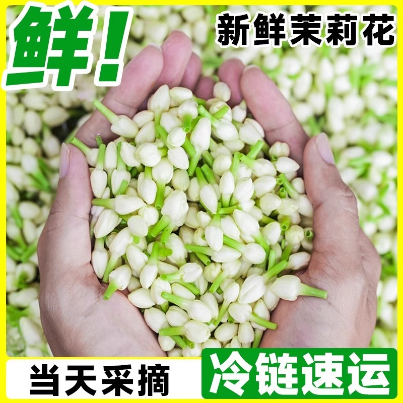 茉莉花鲜花苞现摘可食用花朵手串窨茶纯露原料广西横县新鲜茉