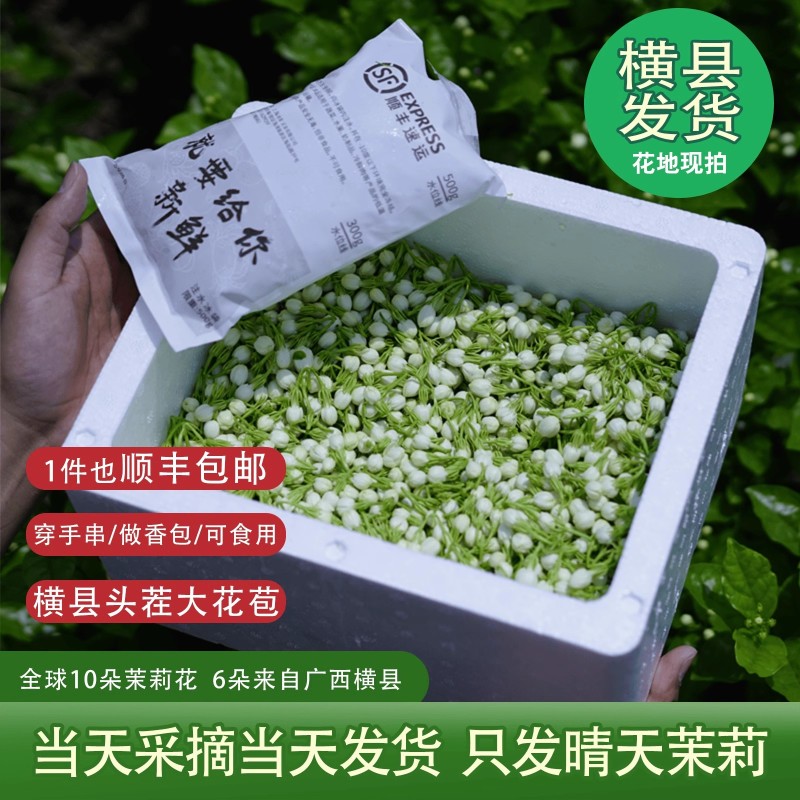 茉莉花鲜花苞现摘可食用花朵手串窨茶纯露原料广西横县新鲜茉
