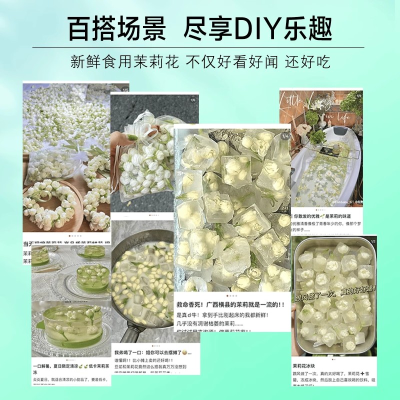茉莉花鲜花苞现摘可食用花朵手串窨茶纯露原料广西横县新鲜茉