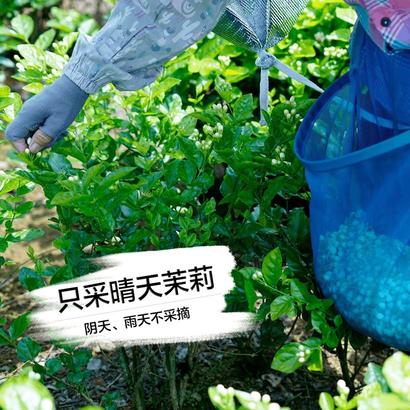 茉莉花鲜花苞现摘可食用花朵手串窨茶纯露原料广西横县新鲜茉