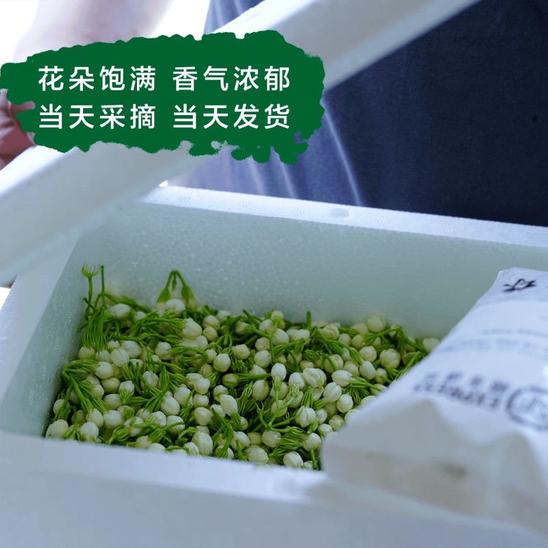 茉莉花鲜花苞现摘可食用花朵手串窨茶纯露原料广西横县新鲜茉