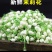 茉莉花鲜花苞现摘可食用花朵手串窨茶纯露原料广西横县新鲜茉