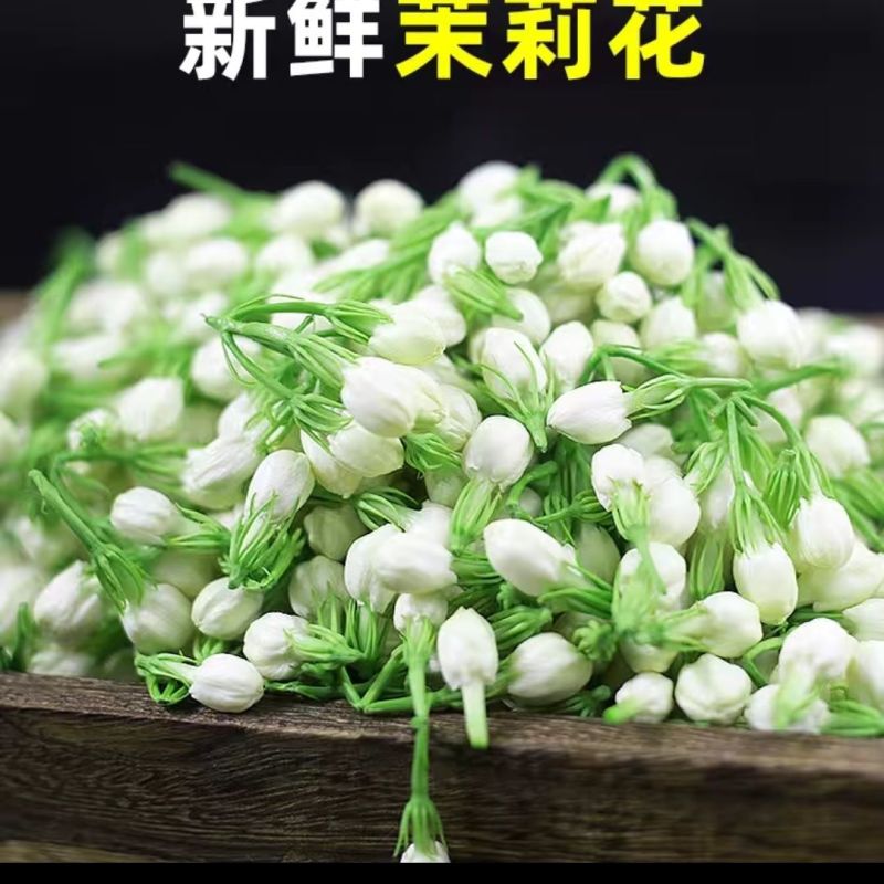 茉莉花鲜花苞现摘可食用花朵手串窨茶纯露原料广西横县新鲜茉