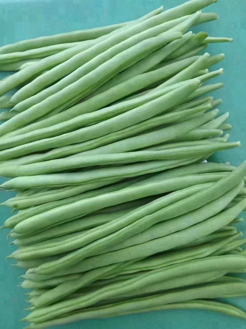 四季豆小金豆对接全国市场商超诚信经营量大从优