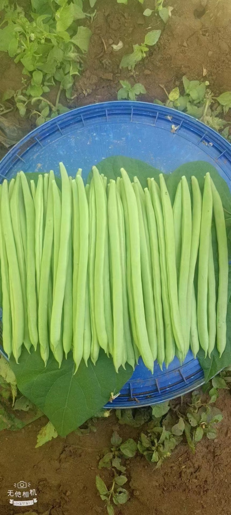 四季豆小金豆对接全国市场商超诚信经营量大从优