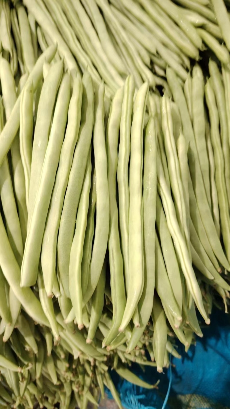 四季豆小金豆对接全国市场商超诚信经营量大从优