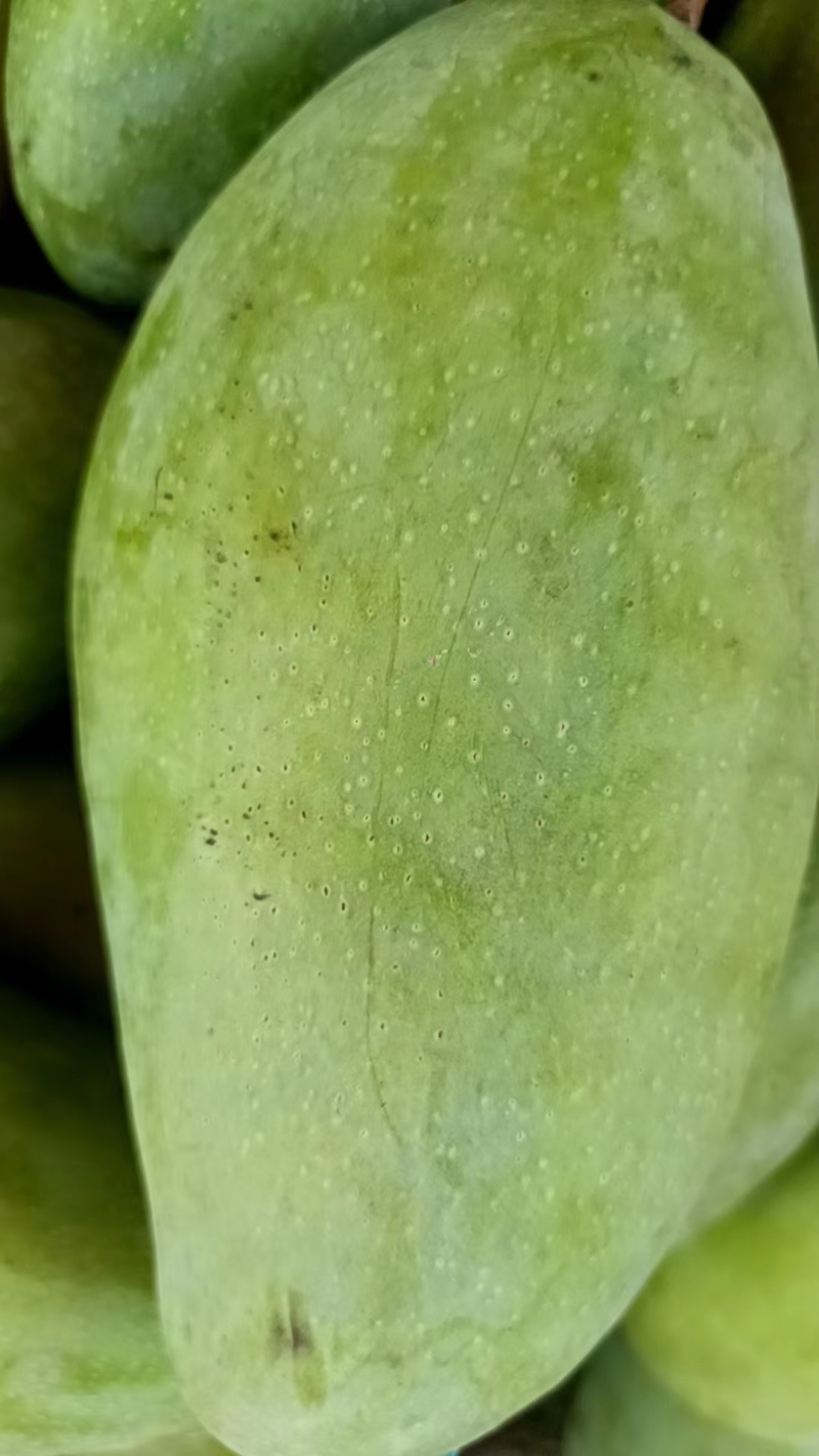 【精品】大青芒云南产地直发一件可发货欢迎咨询