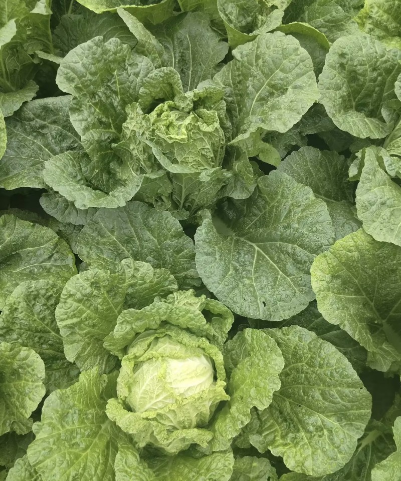 【白菜】贵州黄心白菜贵州白菜，威宁黄心白菜产地直发