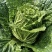 【白菜】贵州黄心白菜贵州白菜，威宁黄心白菜产地直发