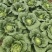 【白菜】贵州黄心白菜贵州白菜，威宁黄心白菜产地直发