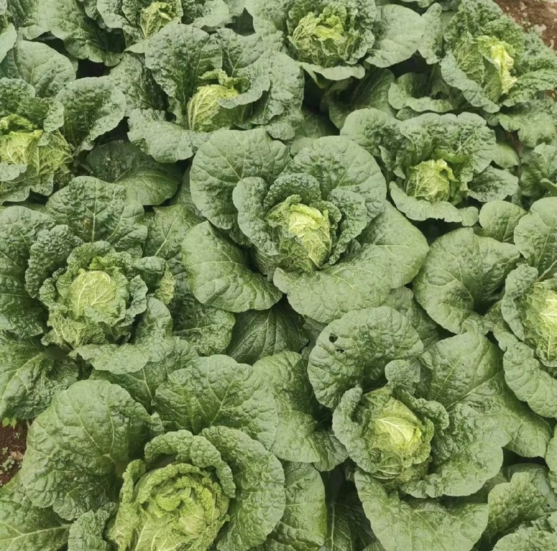 【白菜】贵州黄心白菜贵州白菜，威宁黄心白菜产地直发