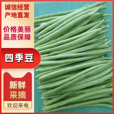 四季豆小金豆对接全国市场商超诚信经营量大从优