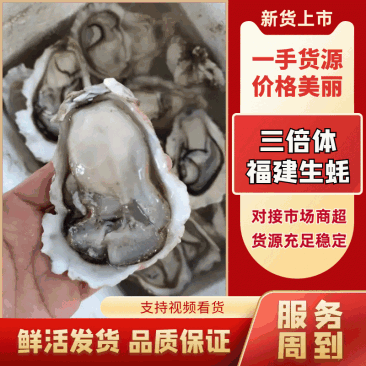 福建三倍体、牡蛎每天新鲜上货，产地直发，承接大小各种包装