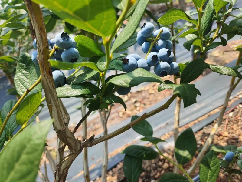 莱克西蓝莓大量供应蓝莓对接全国市场量大从优