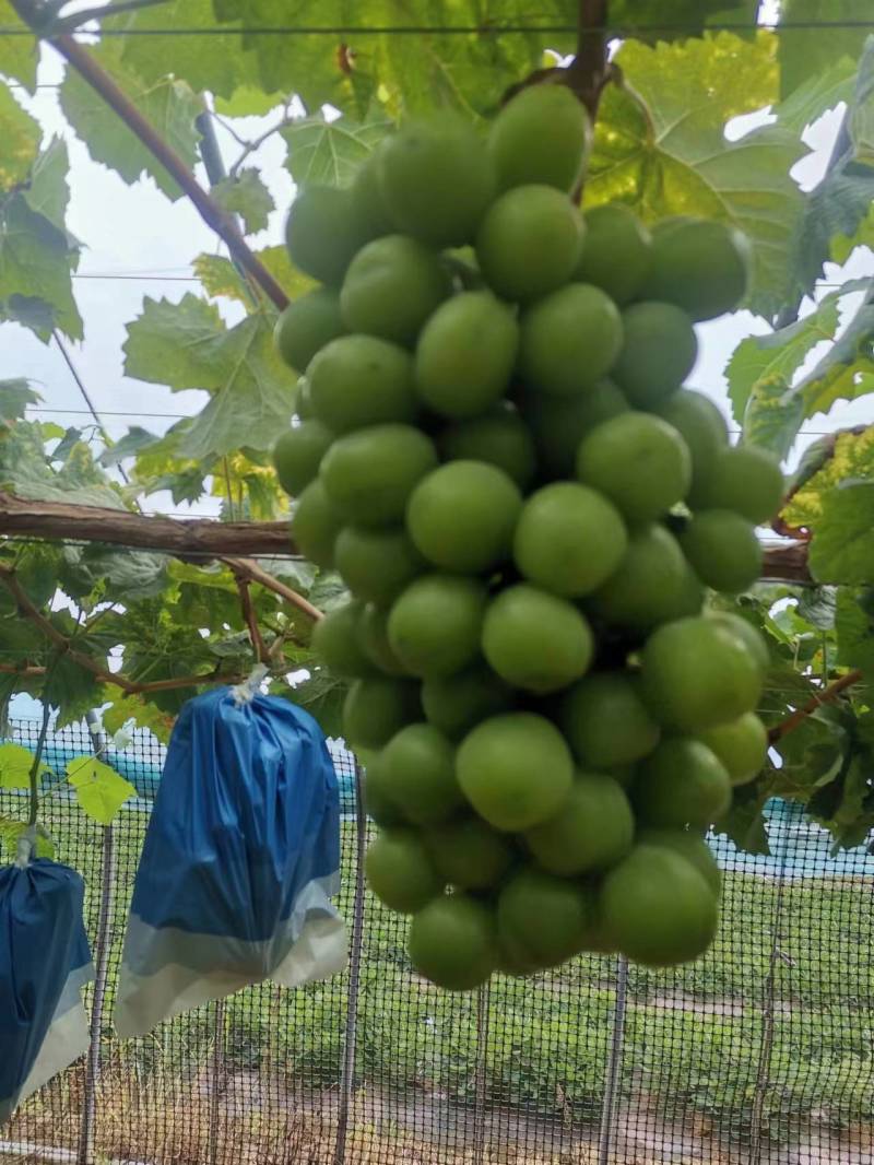 精品阳光玫瑰大量上市山东产地直发一手货源