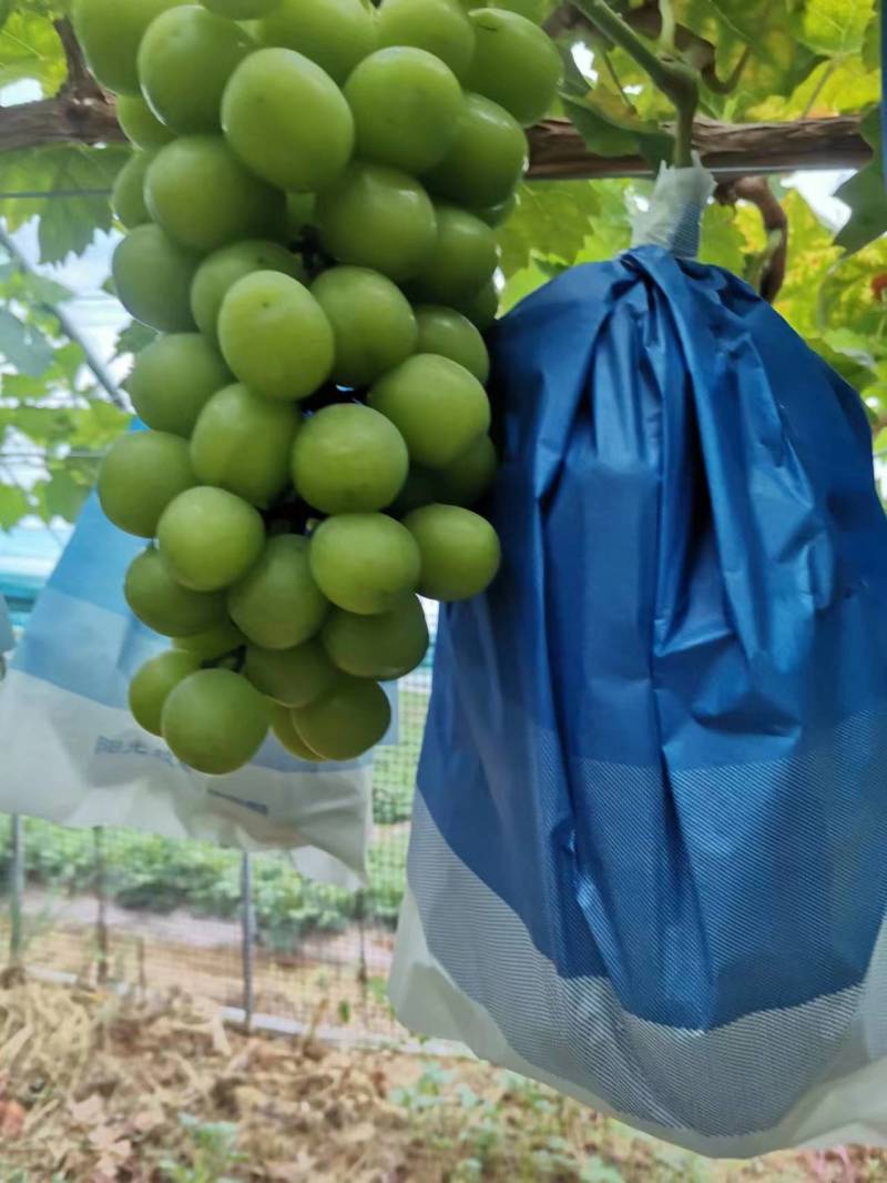 精品阳光玫瑰大量上市山东产地直发一手货源