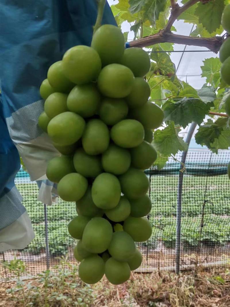 精品阳光玫瑰大量上市山东产地直发一手货源