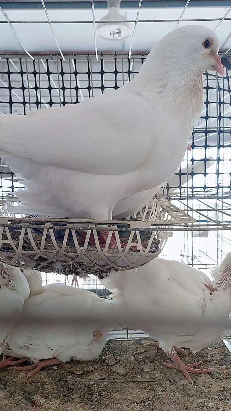 米玛斯种鸽鸽子种鸽10只包邮包成活货源充足
