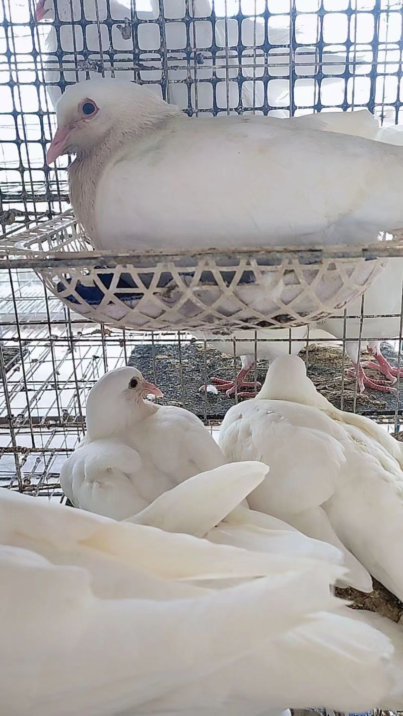 米玛斯种鸽鸽子种鸽10只包邮包成活货源充足