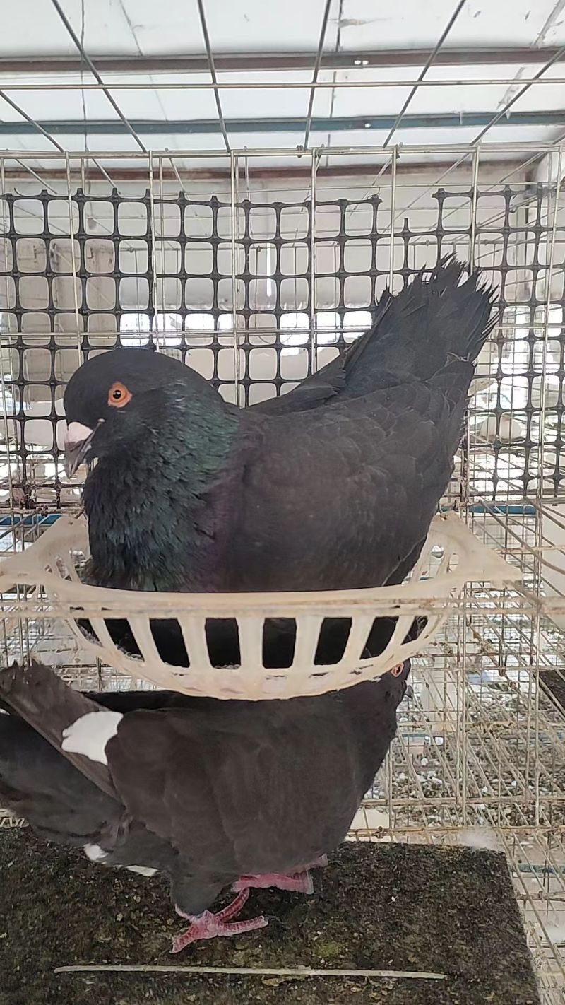 米玛斯种鸽鸽子种鸽10只包邮包成活货源充足