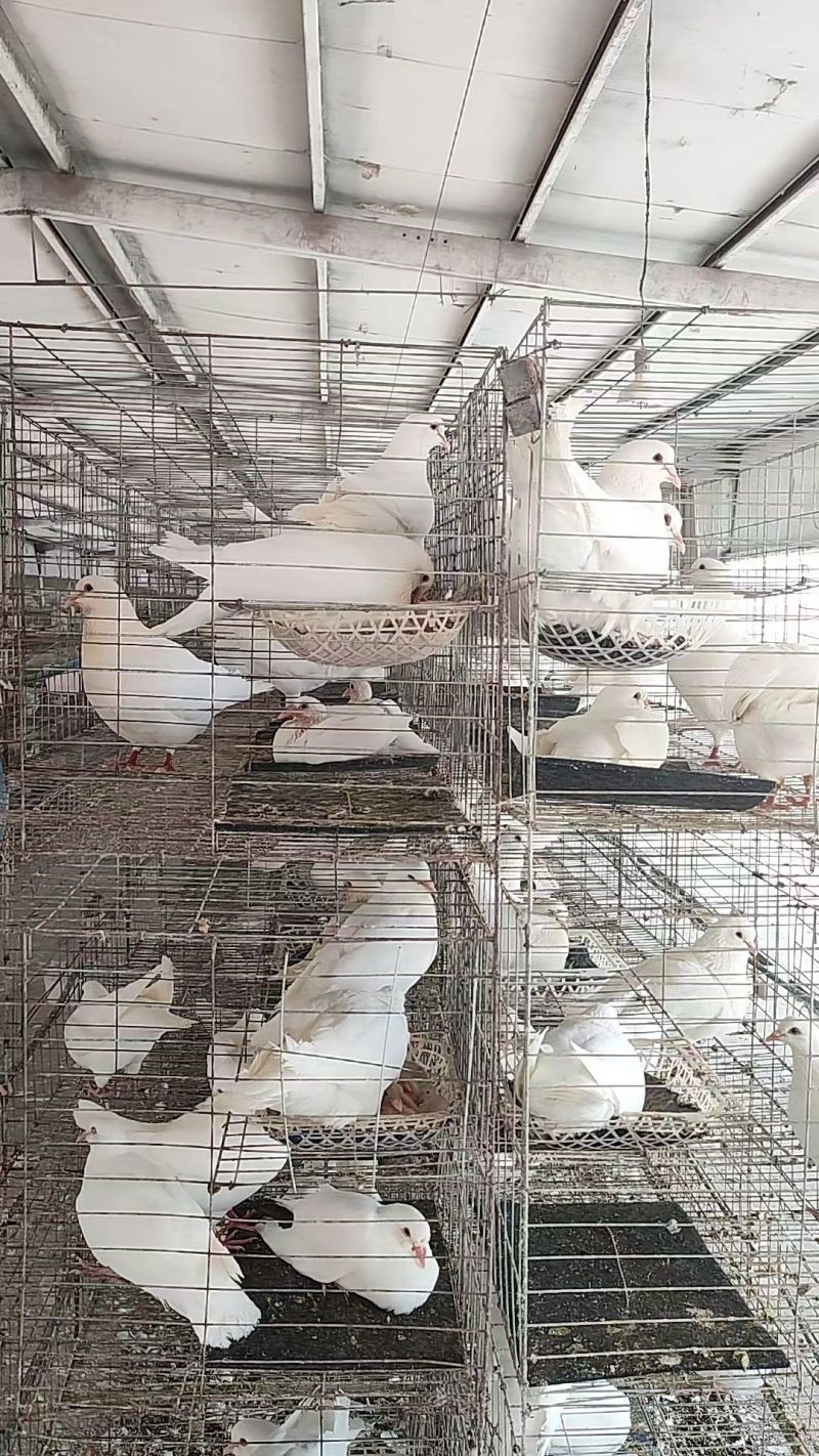 米玛斯种鸽鸽子种鸽10只包邮包成活货源充足
