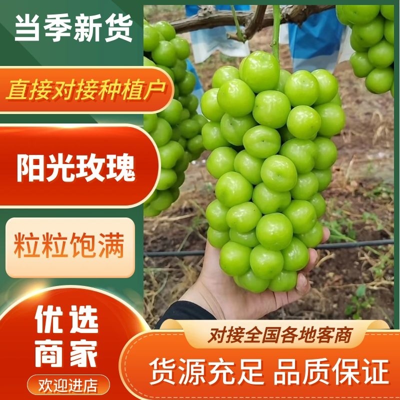 【进店】阳光玫瑰，新鲜采摘，可视频看货，欢迎来电。