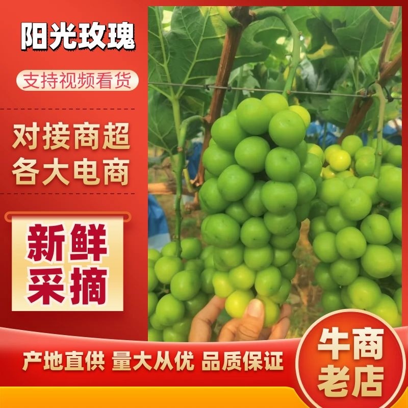 【进店】阳光玫瑰，新鲜采摘，可视频看货，欢迎来电。