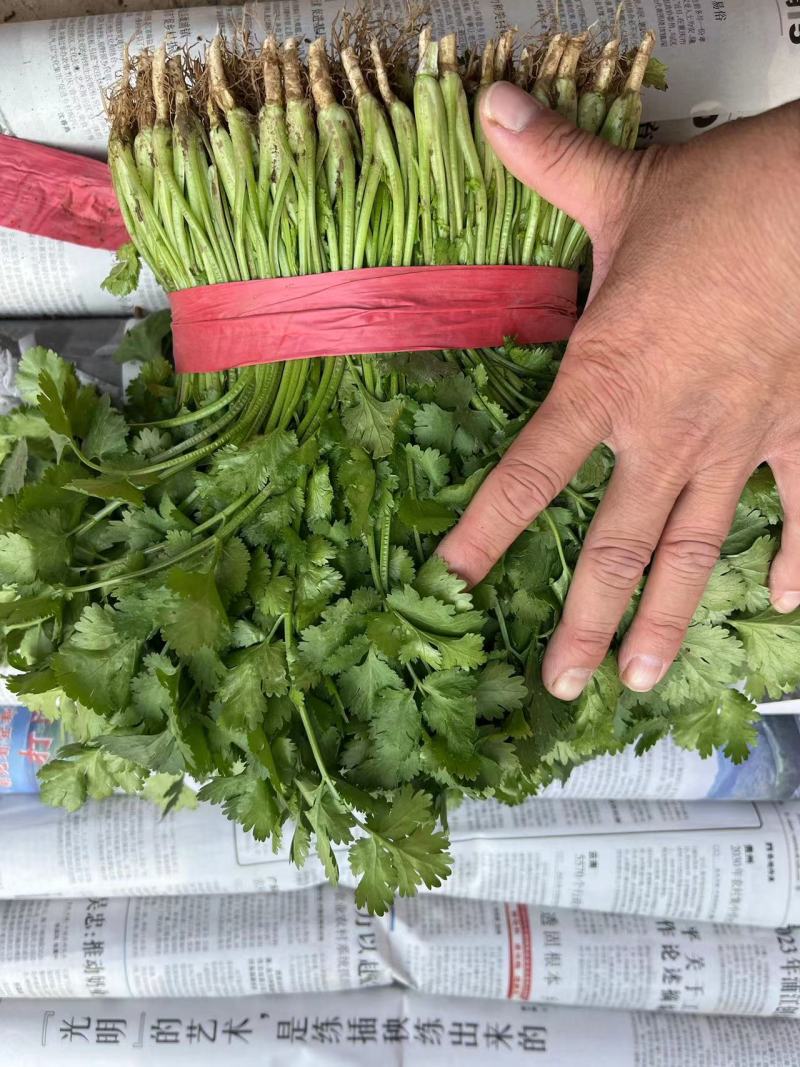 河北定州香菜大叶香菜，需要的老板下单联系我