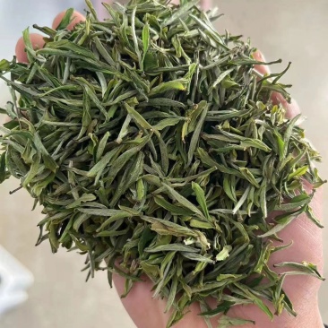 安徽本地金寨黄芽茶透明交易实力供货视频看货
