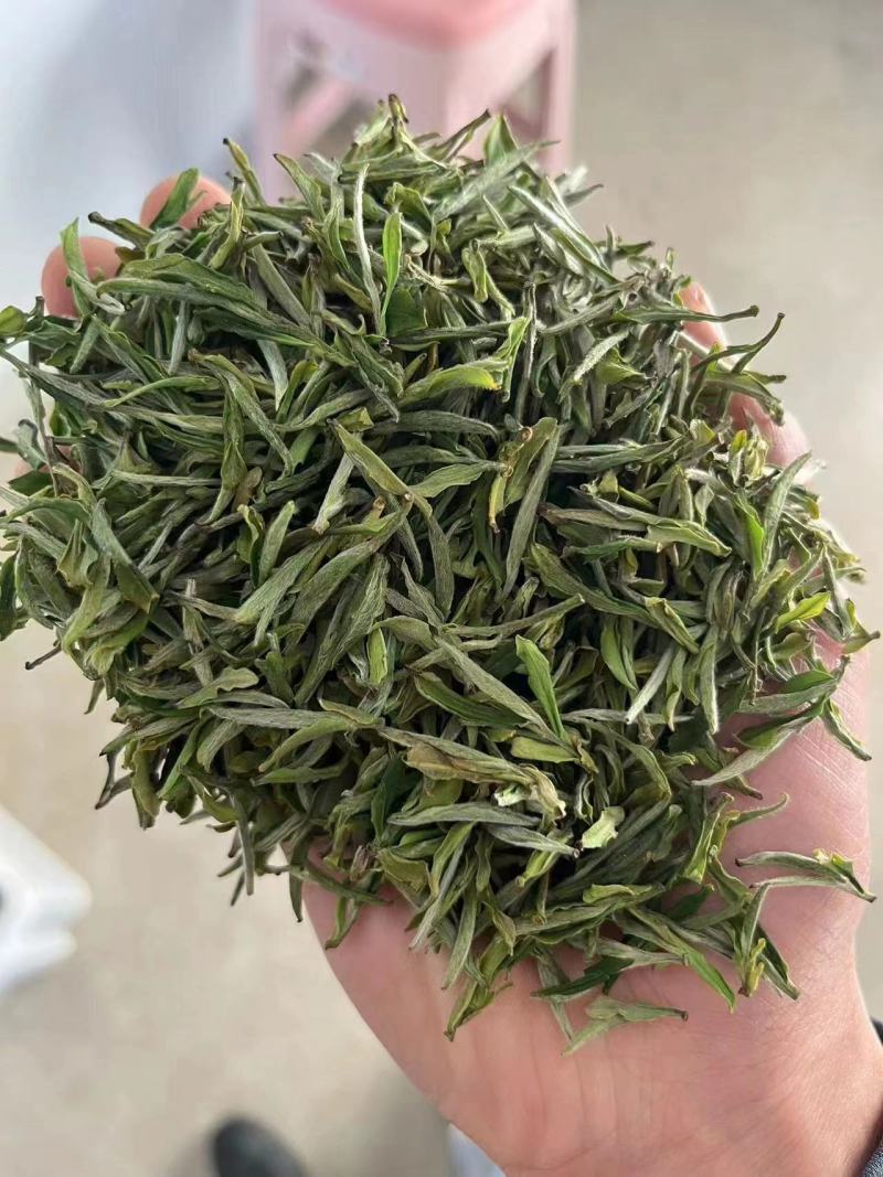安徽本地金寨黄芽茶透明交易实力供货视频看货