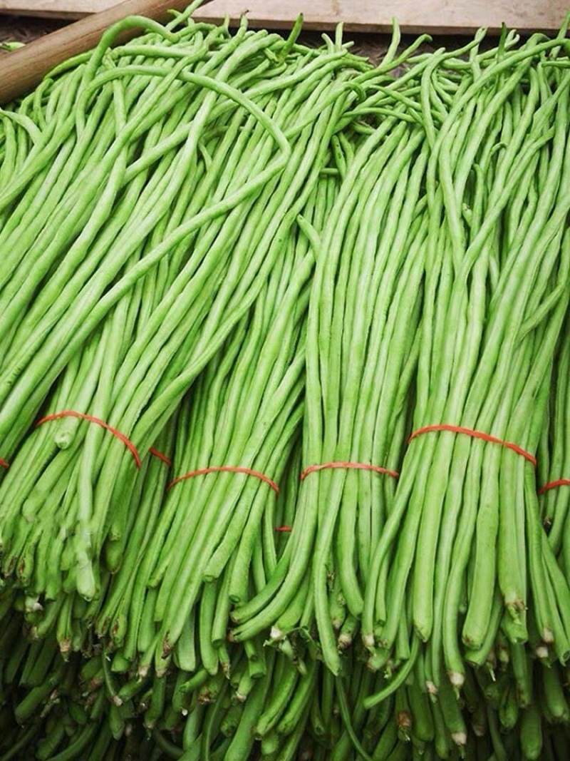 豆角种子加长型高产翻花多春秋两季豇豆种籽小叶豆角抗病优良