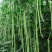 豆角种子加长型高产翻花多春秋两季豇豆种籽小叶豆角抗病优良