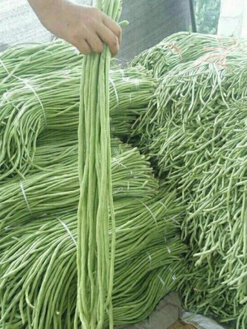豆角种子加长型高产翻花多春秋两季豇豆种籽小叶豆角抗病优良