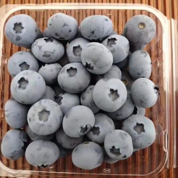 精品蓝莓诚信经营L25优瑞卡F6L11大量有货