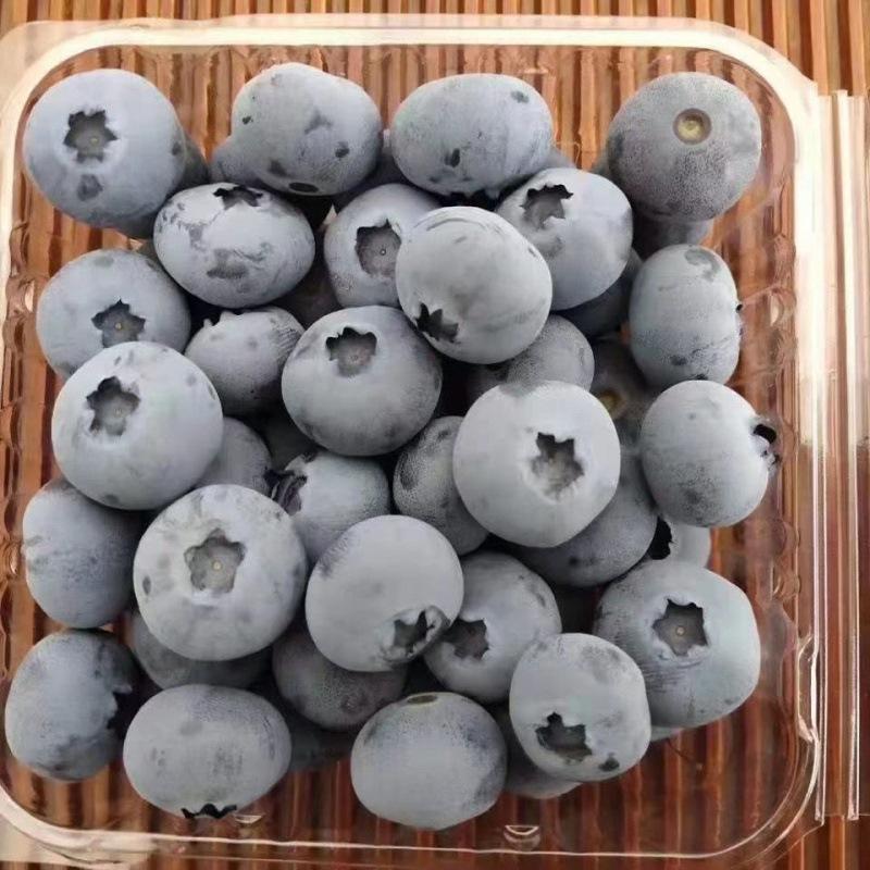 精品蓝莓诚信经营L25优瑞卡F6L11大量有货