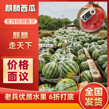 广东雷州美都麒麟，汕头美都，云南美都，海南美都，产地直供