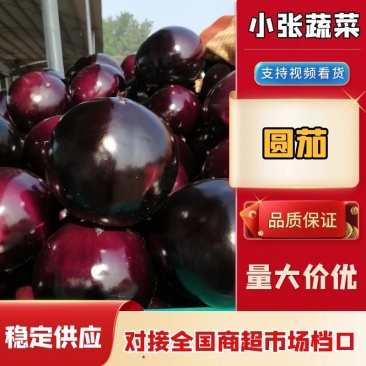河南本土精品紫光圆茄大量供应，一手货源，欢迎前来订购！