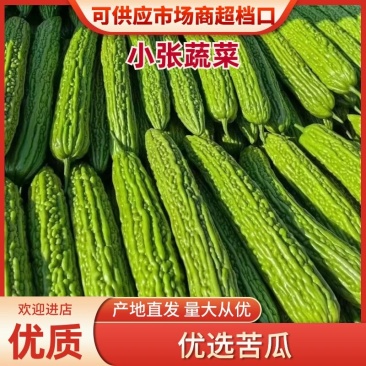 河南优质苦瓜，可视频看货选货，货量充足，一手货源