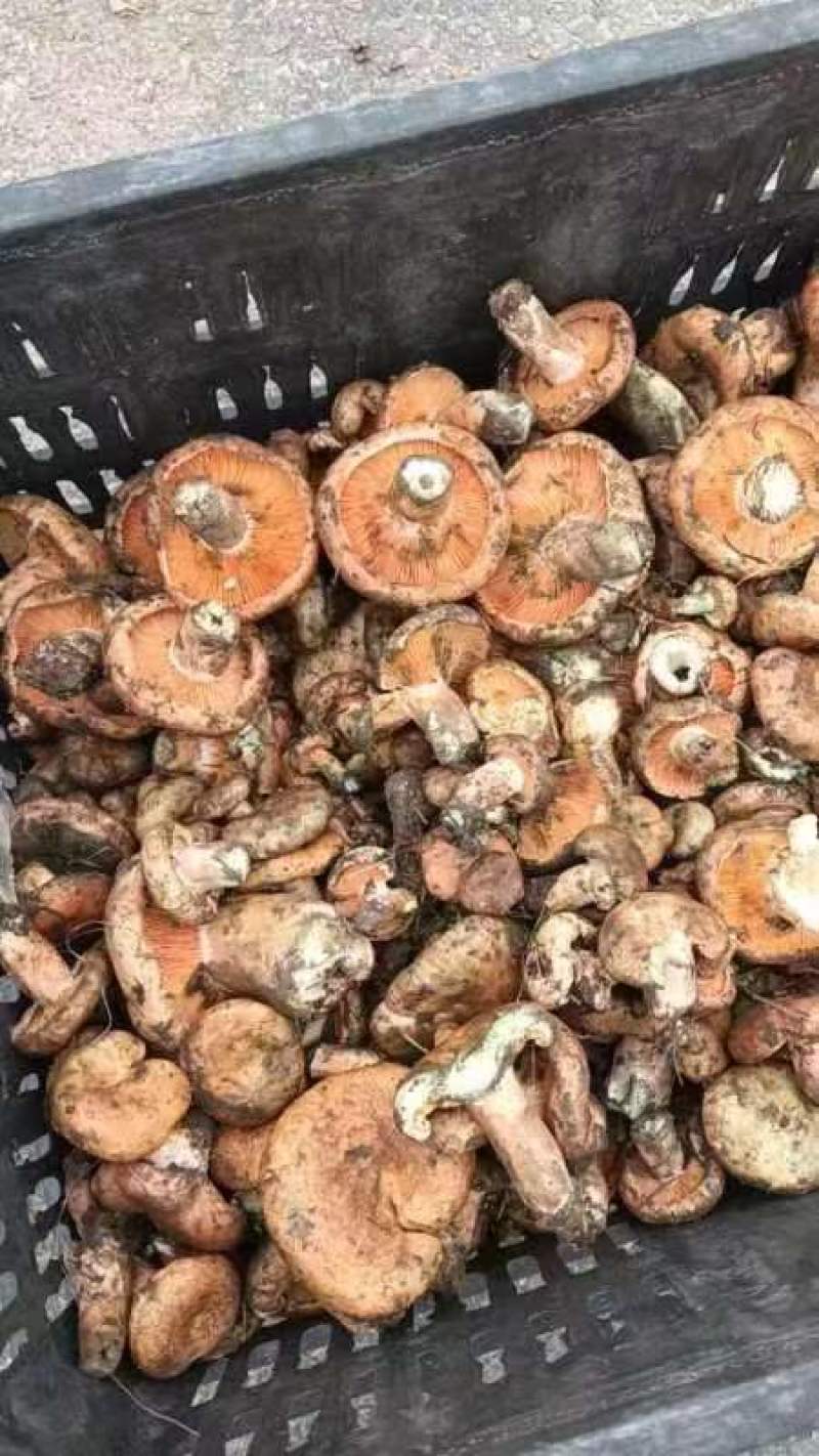 【松树菌】四川大凉山产地直供质量保证货源充足欢迎订购