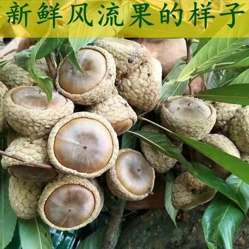 广西风流果龟头子泡酒精选无硫中药材泡酒泡水喝
