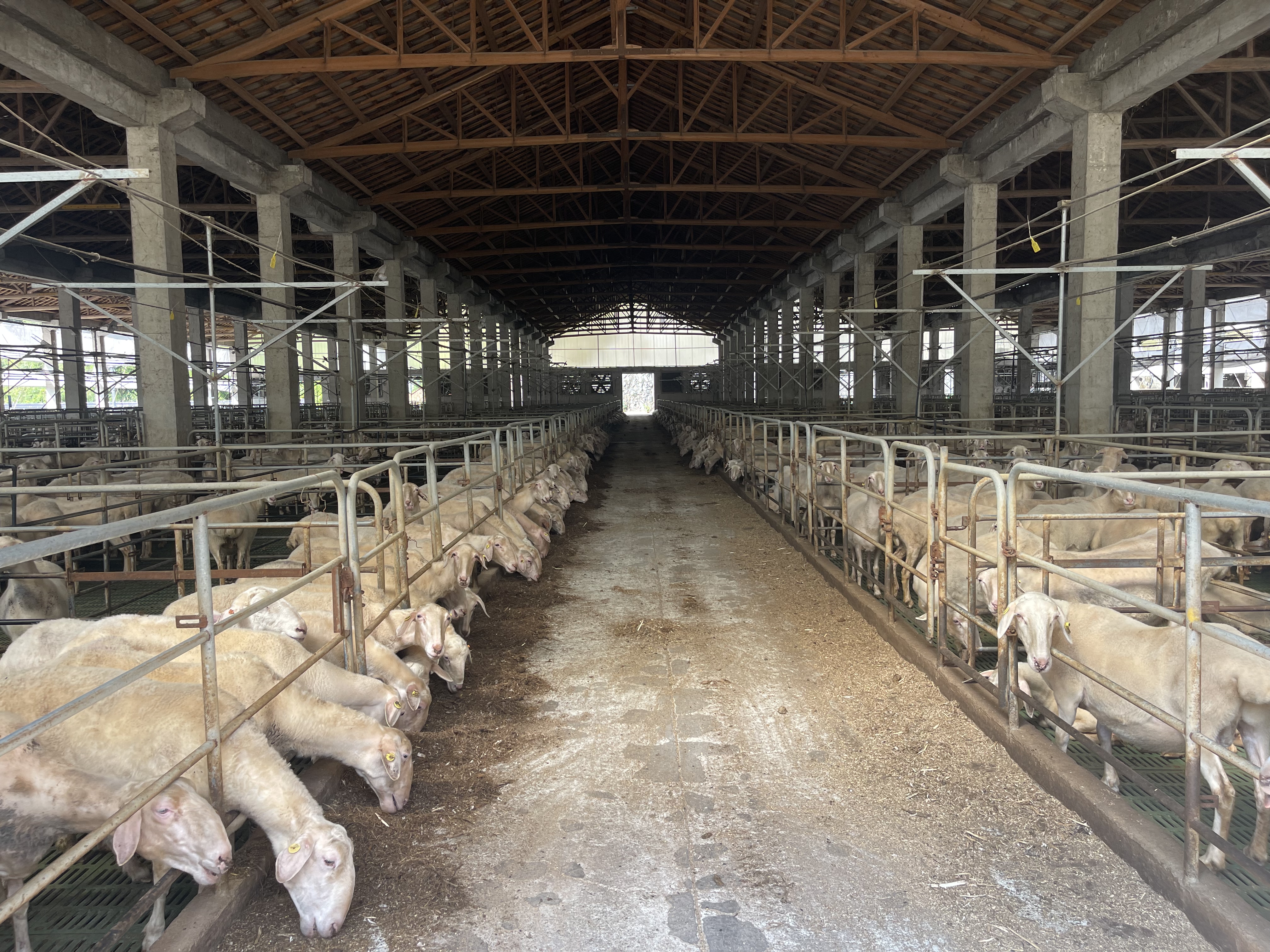 一群健康的绵羊在现代化羊舍内围站在饲料槽边进食,槽中为黄褐色的发酵油菜秸秆混合料,饲养员在一旁记录采食情况,体现实际应用效果 羊群在圈舍内采食发酵饲料