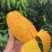 精品鸡蛋芒椰香芒果批发零售欢迎有需要的老板咨询
