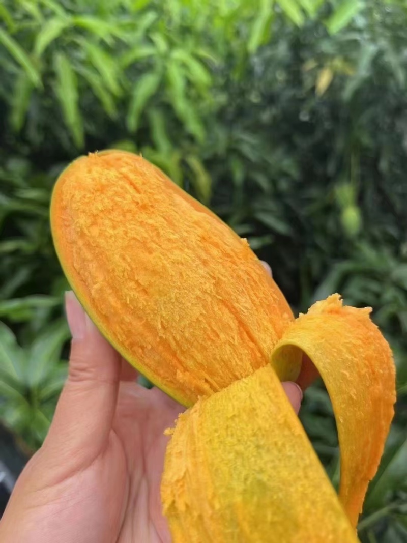 精品鸡蛋芒椰香芒果批发零售欢迎有需要的老板咨询
