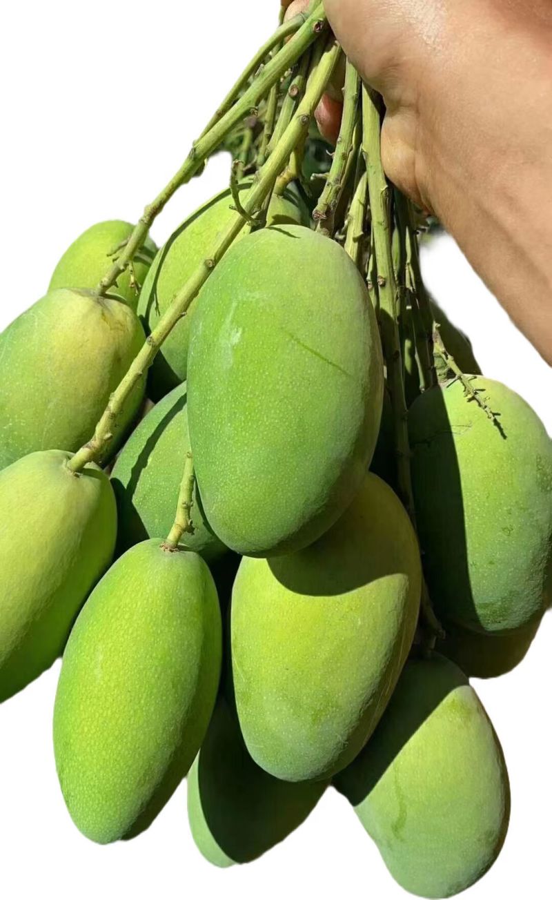 精品鸡蛋芒椰香芒果批发零售欢迎有需要的老板咨询