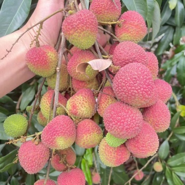 24年夏季新鲜黑叶荔枝，口感鲜甜，种植园直发，上等品质