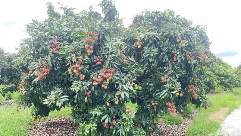 24年夏季新鲜黑叶荔枝，口感鲜甜，种植园直发，上等品质