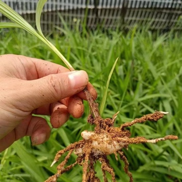 紫花三叉大白芨，中宽叶，免费提供种植技术，回收加工