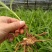 紫花三叉大白芨，中宽叶，免费提供种植技术，回收加工