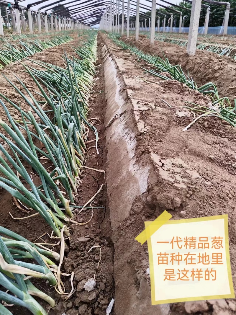 铁杆大葱苗/山东优质葱苗/潍坊葱苗代育包技术一条龙服务