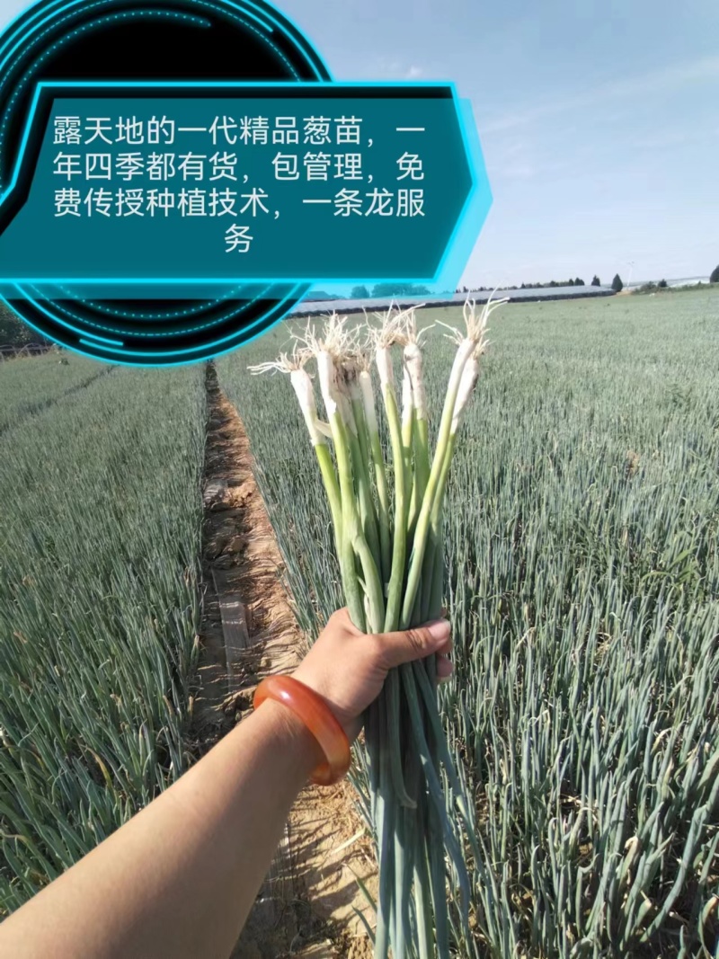 香葱苗钢葱苗铁杆大葱苗品种齐全潍坊安丘代育一条龙服务